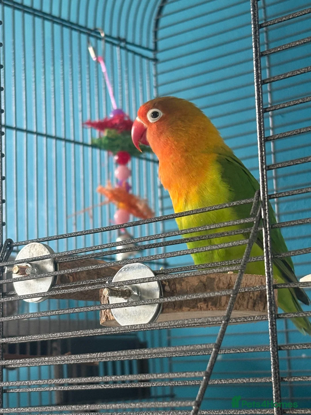 Lovebirds birds for sale: 10 month old love bird - Advert 3