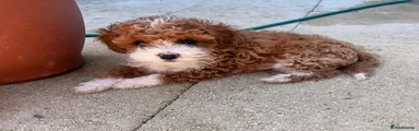 Cavapoo Puppy 3