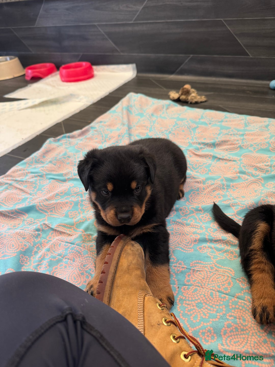 Rottweiler dogs for sale: 3 male Rottweiler pups ready to leave.  - Image 9
