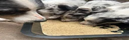Border Collie dogs for sale: Beautiful Blue Merle Collie Puppies  in Hereford - Advert 2