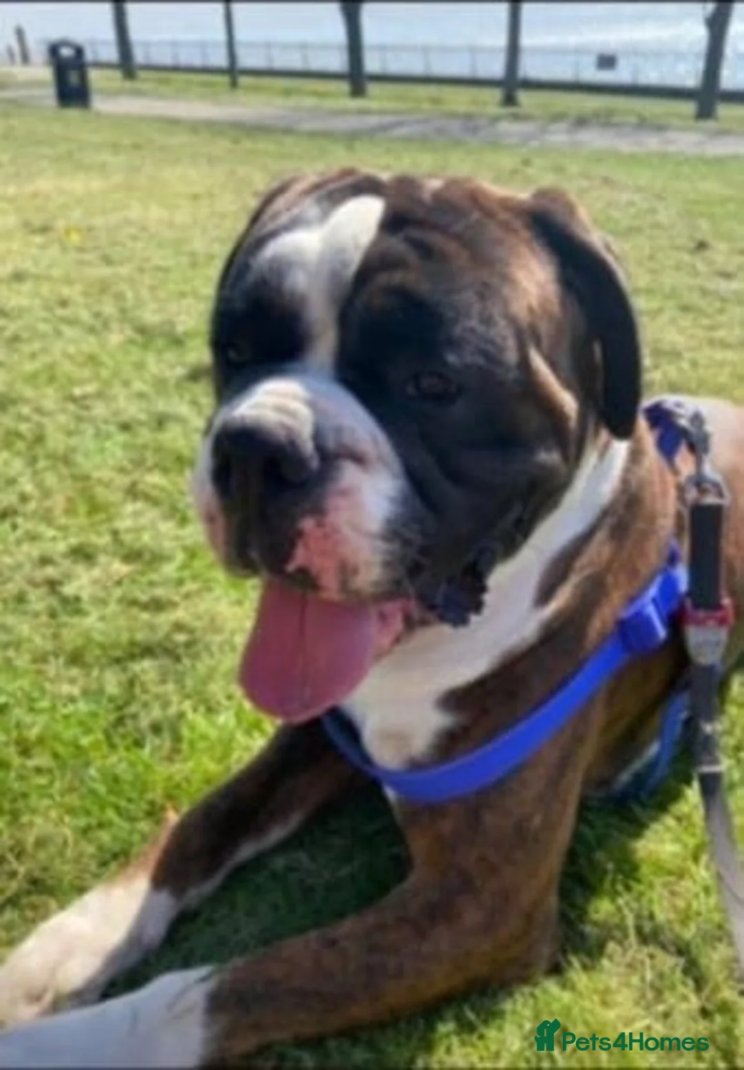 Boxer dogs for stud: stunning boxer for stud in Purfleet - Advert 3