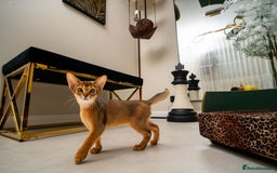 Abyssinian cats for sale:  Champions  Line Romeo-TICA reg. Abyssinian Beauty - Image 11