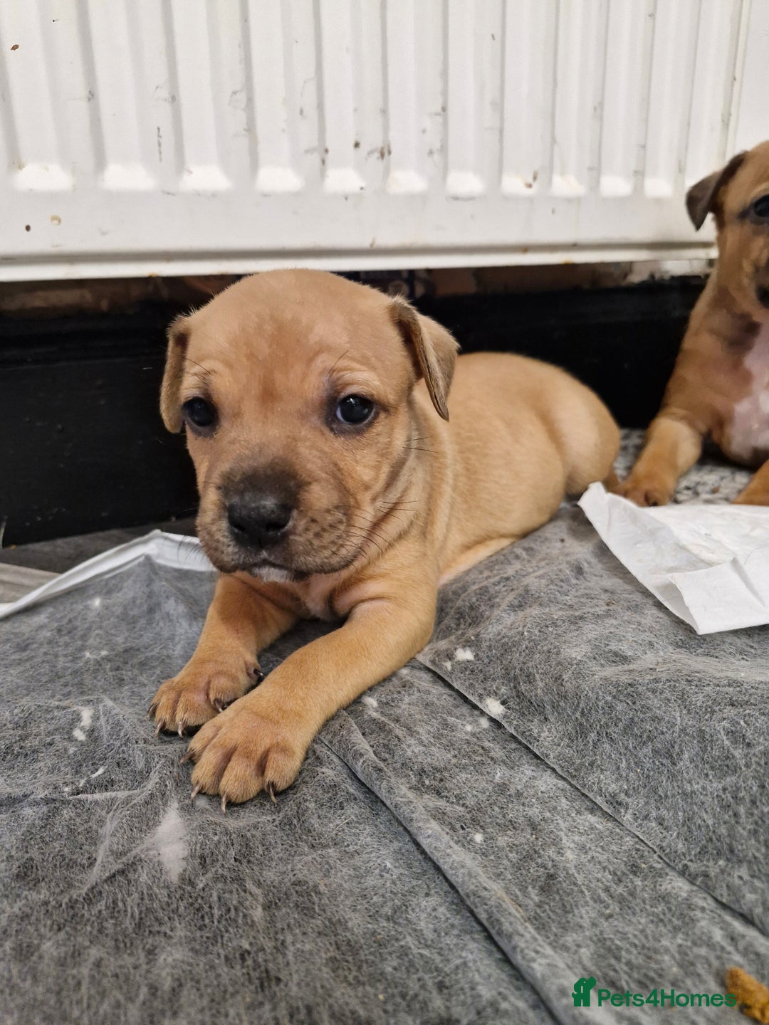 Mixed Breed dogs for sale: Staffie bullweiler puppies  - Image 5