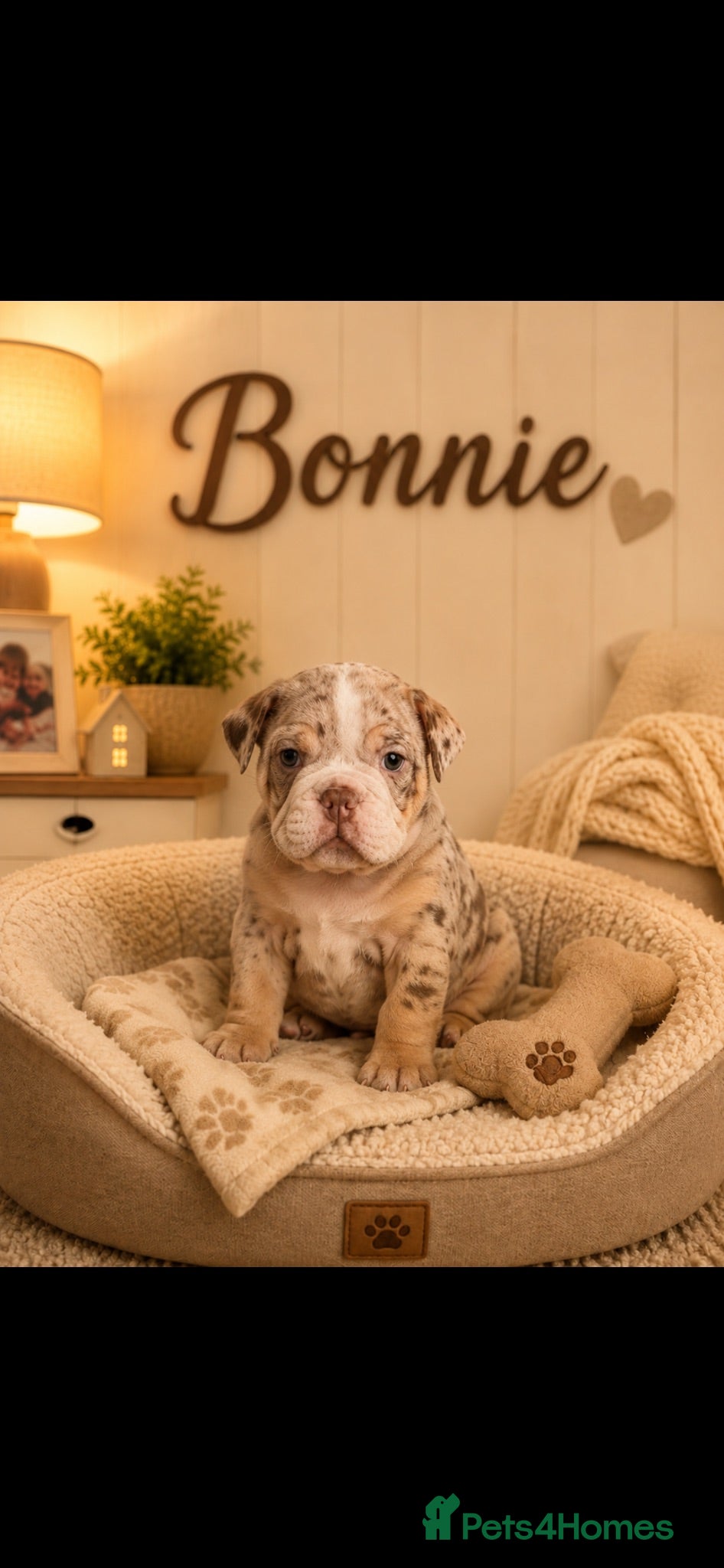 Dorset Olde Tyme Bulldogge dogs ⭐️Beautiful olde English bulldog puppies ⭐️ - Advert 1