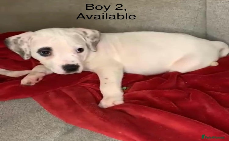 American Bulldog dogs - Advert 2