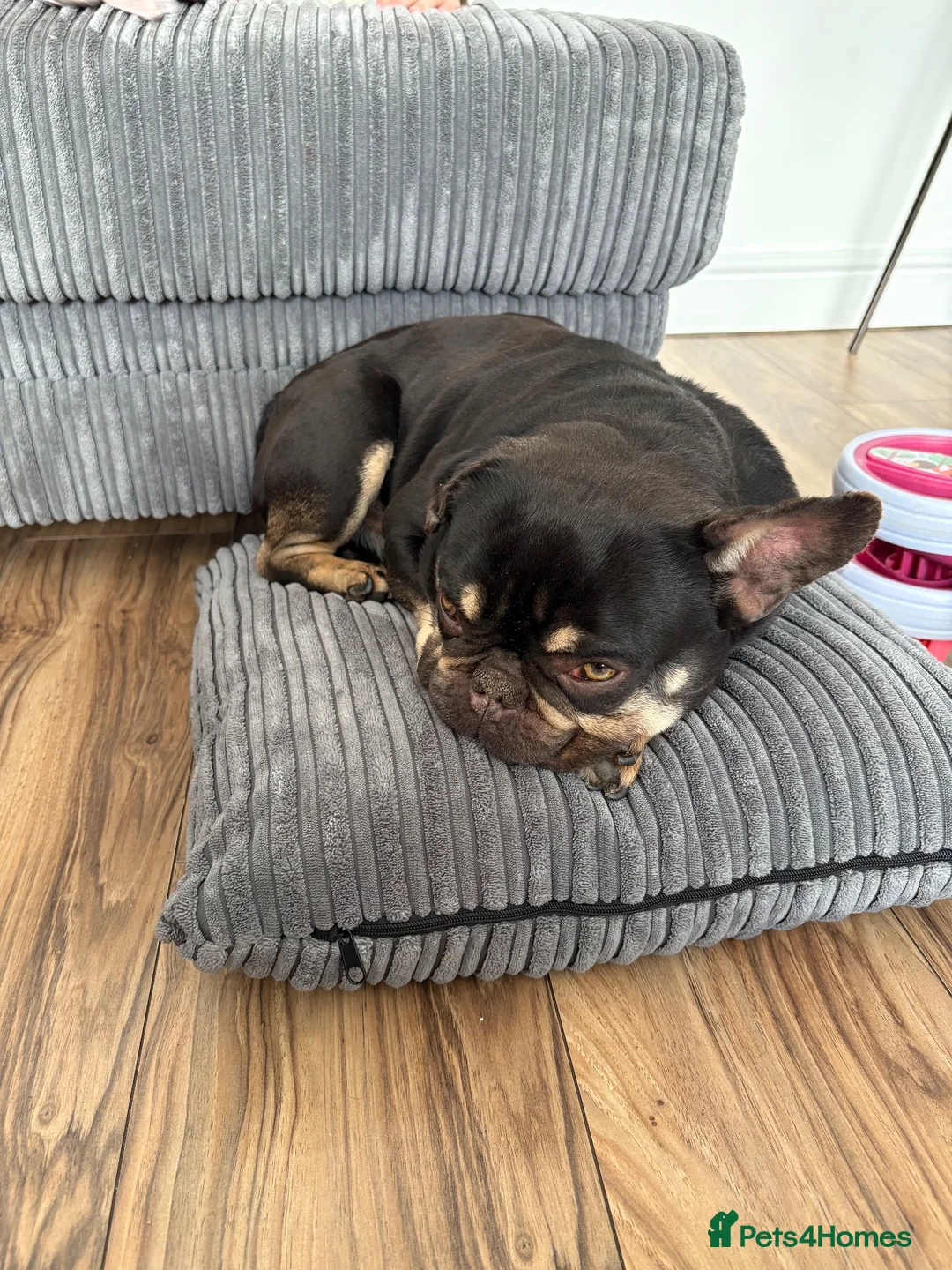French Bulldog dogs for sale: French bulldog  in Ashington - Advert 2