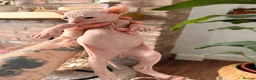 Sphynx cats for sale: Beautiful Sphynx kittens  - Advert 7