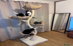 Domestic Shorthair cats for sale: 2 female Kittens - Image 14