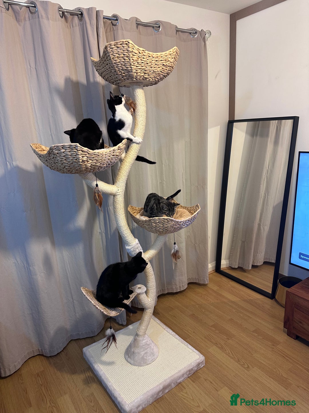 Domestic Shorthair cats for sale: 2 female Kittens - Image 14