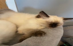 Ragdoll cats for sale: Ragdoll kittens READY NOW 1 BOY 😻  - Image 21