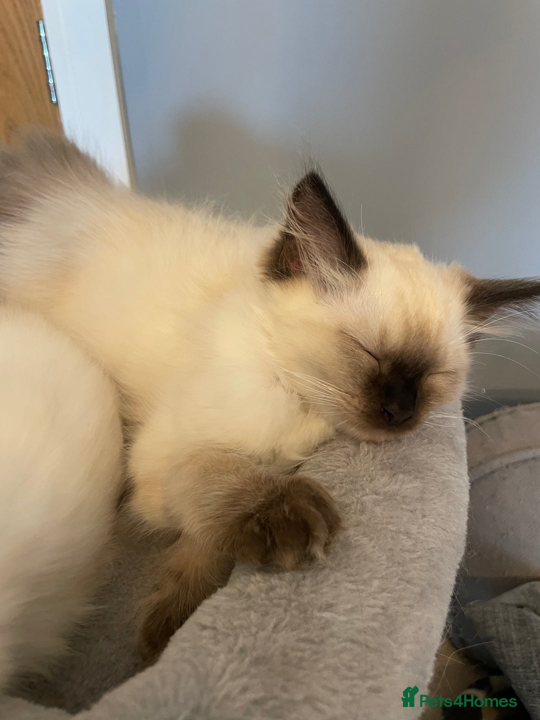 Ragdoll cats for sale: Ragdoll kittens READY NOW 1 BOY 😻  - Image 21
