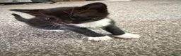 Mixed Breed cats for sale: 3 Black and White Mixed Male Kittens  in Sheffield - Advert 10