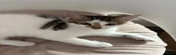 Mixed Breed cats for sale: Litter of 6 Kittens  - Advert 28