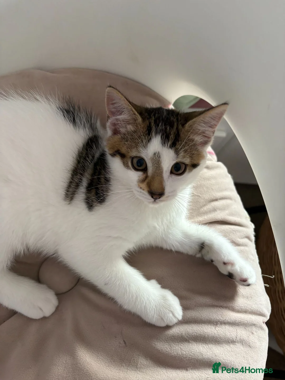 Mixed Breed cats for sale: Litter of 6 Kittens  - Advert 28