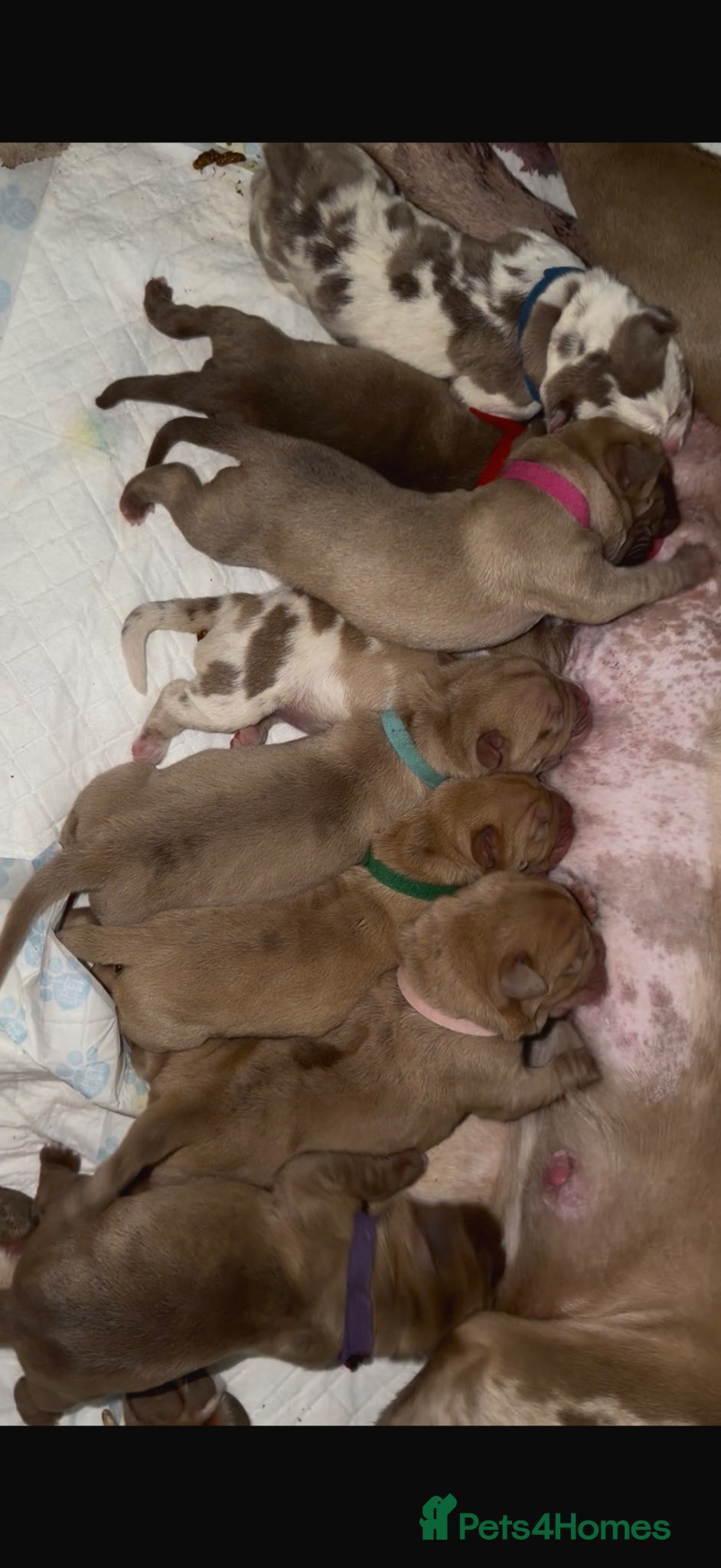 Cane Corso dogs ✨Amazing Merle cane corso x Bandog puppies ✨ - Advert 18