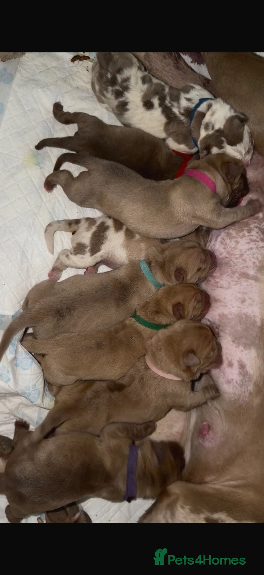 Cane Corso dogs for sale: ✨Amazing Merle cane corso x Bandog puppies ✨ - Advert 2