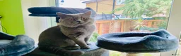 British Shorthair cats for stud: Blue colour BSH Champion Line GCCF stud  in London - Advert 7