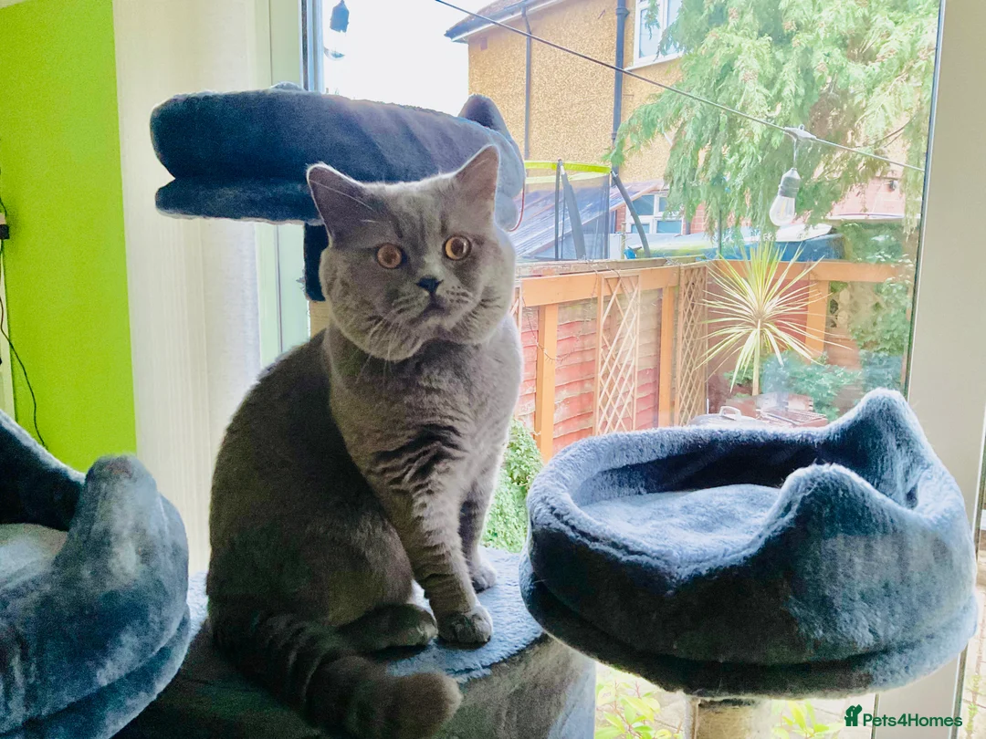British Shorthair cats for stud: Blue colour BSH Champion Line GCCF stud  in London - Advert 7