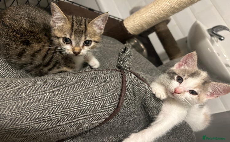 British Shorthair cats - Advert 4