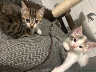 British Shorthair cats - Advert 11