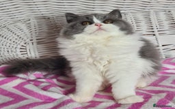 British Longhair cats for sale: Tica registered British Longhair Lady Rehome - Image 20