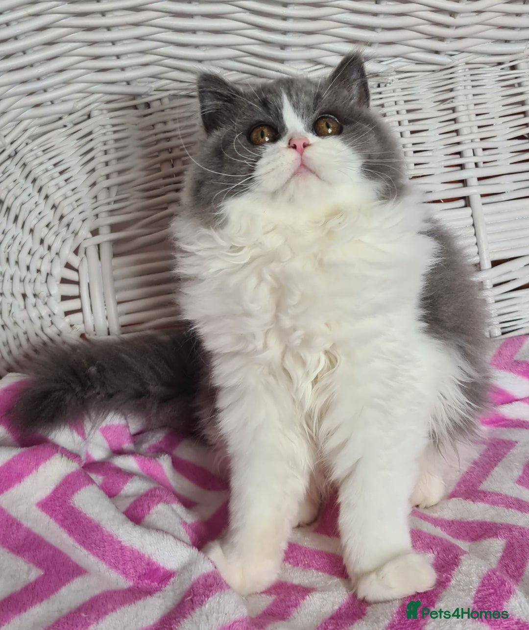 British Longhair cats for sale: Tica registered British Longhair Lady Rehome - Image 20