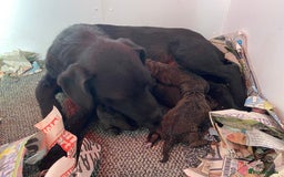 Patterjack dogs for sale: Patterjack pups - Advert 5