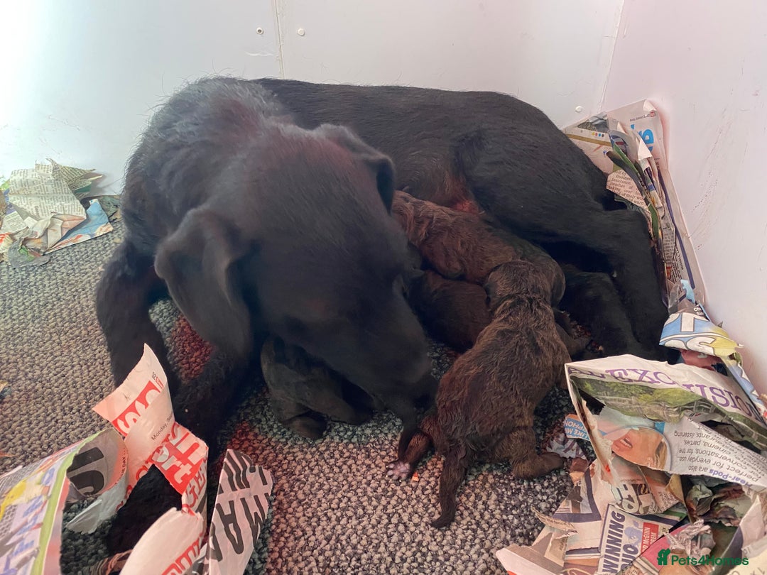 Patterjack dogs for sale: Patterjack pups - Advert 5