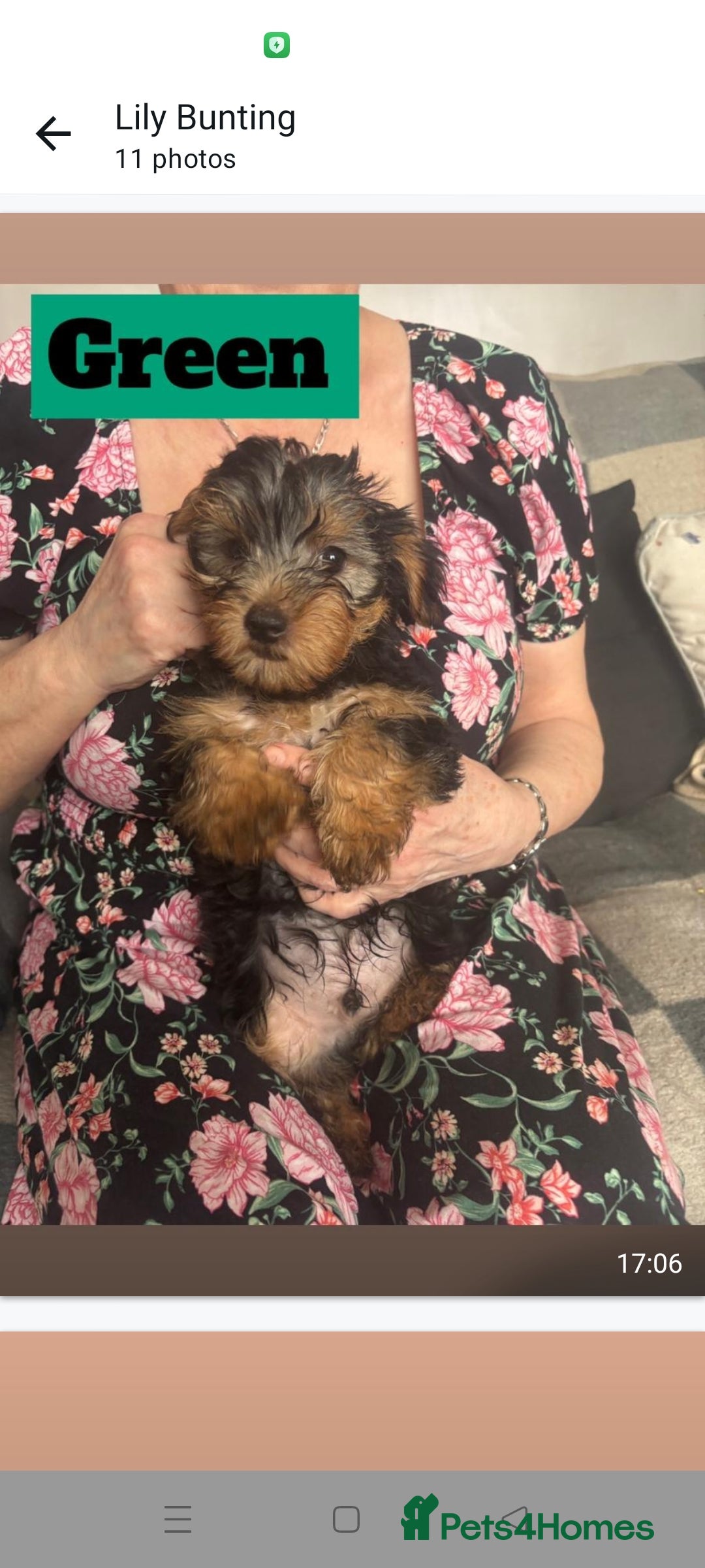 Yorkshire Terrier dogs for sale: Yorkshire Terrier puppies one boy and one girl. in Southampton - Image 11
