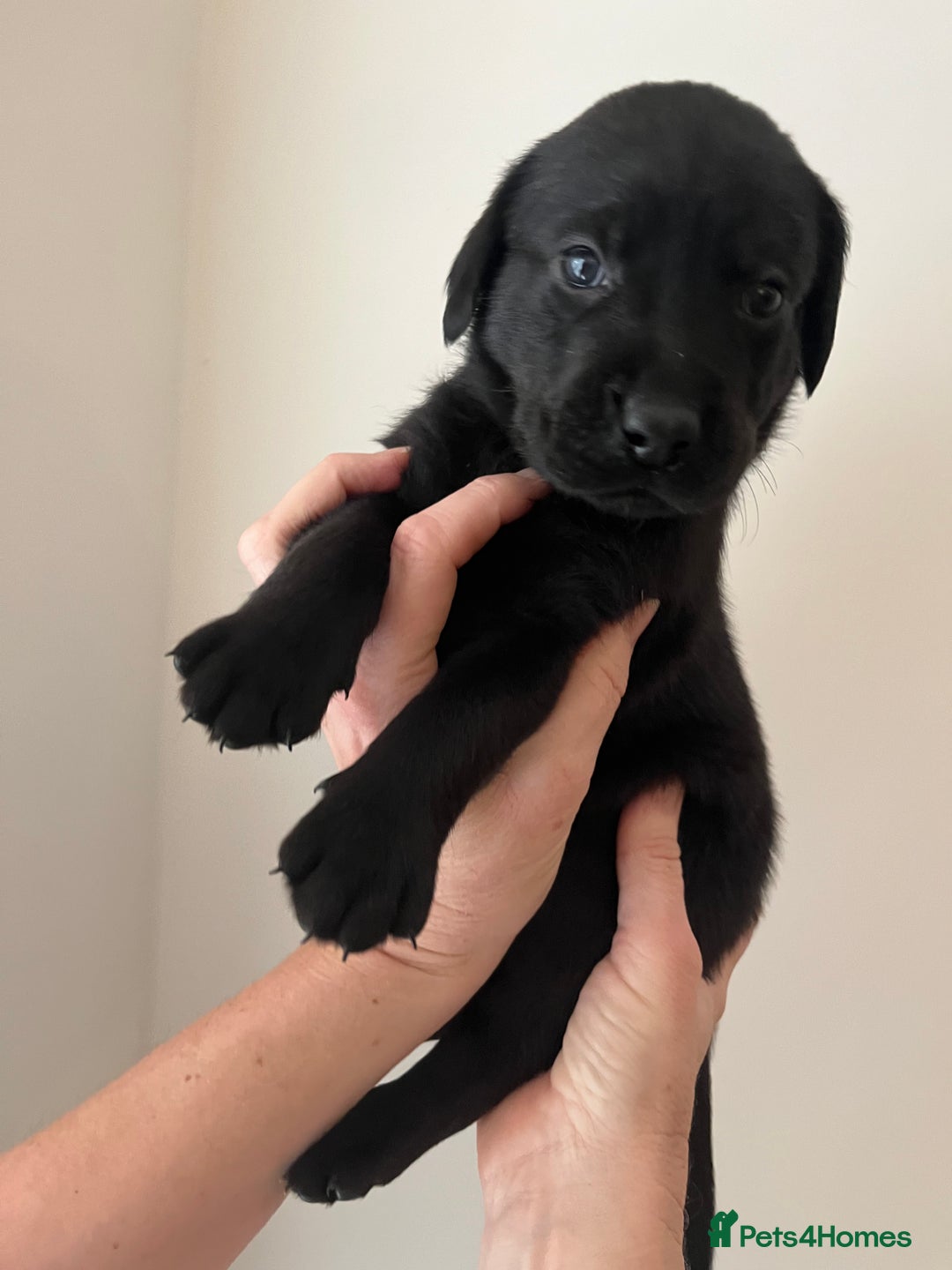 Mixed Breed dogs for sale: 11 Fabulous LABROTTIES - Advert 10