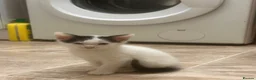 American Shorthair cats for sale: 6 lovely kittens, playful and cuddly  - Advert 2