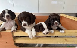 Mixed Breed dogs for sale: Chi sprocker  - Image 9