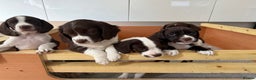 Mixed Breed dogs for sale: Chi sprocker  - Advert 9
