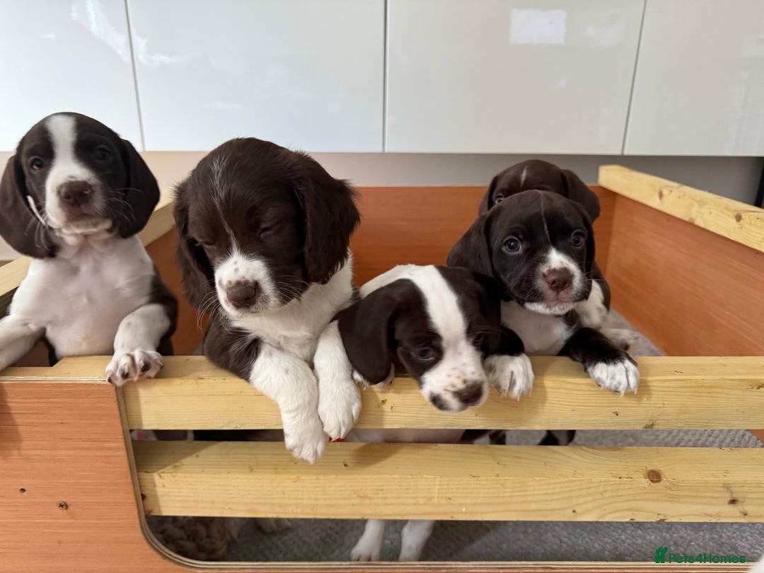 Mixed Breed dogs for sale: Chi sprocker  - Image 9
