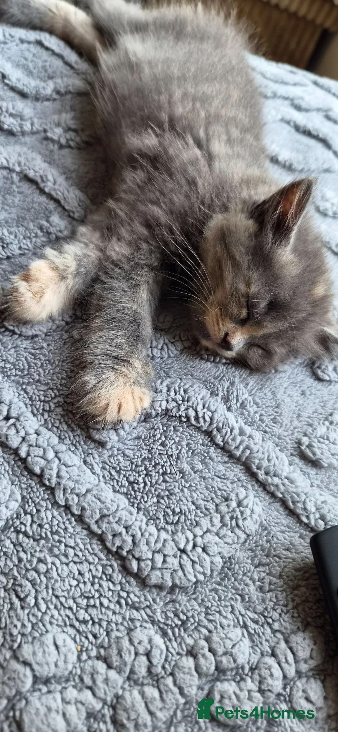 Mixed Breed cats for sale: Grey Fluffy Female - Advert 2