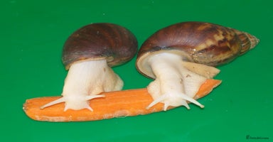 Snails invertebrates - Advert 3