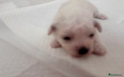 Bichon Frise dogs for sale: Pure Bichon frise for sale in Bromsgrove  in Bromsgrove - Image 8