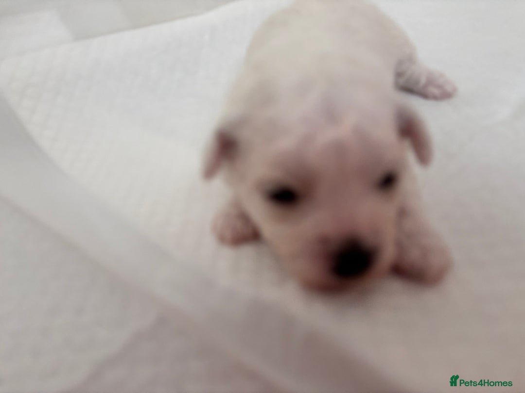 Bichon Frise dogs for sale: Pure Bichon frise for sale in Bromsgrove  in Bromsgrove - Image 8
