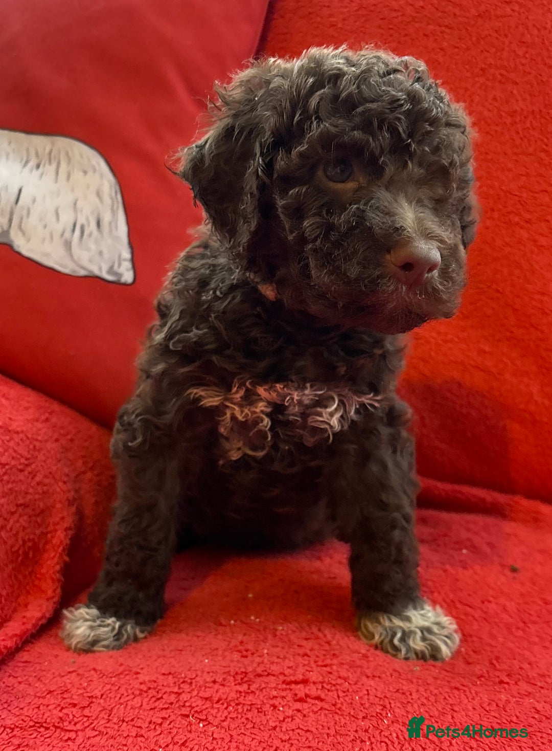 Lagotto Romagnolo dogs for sale: KC Registered Lagotto Puppies (⭐️⭐️⭐️⭐️⭐️ Breeder) - Advert 13