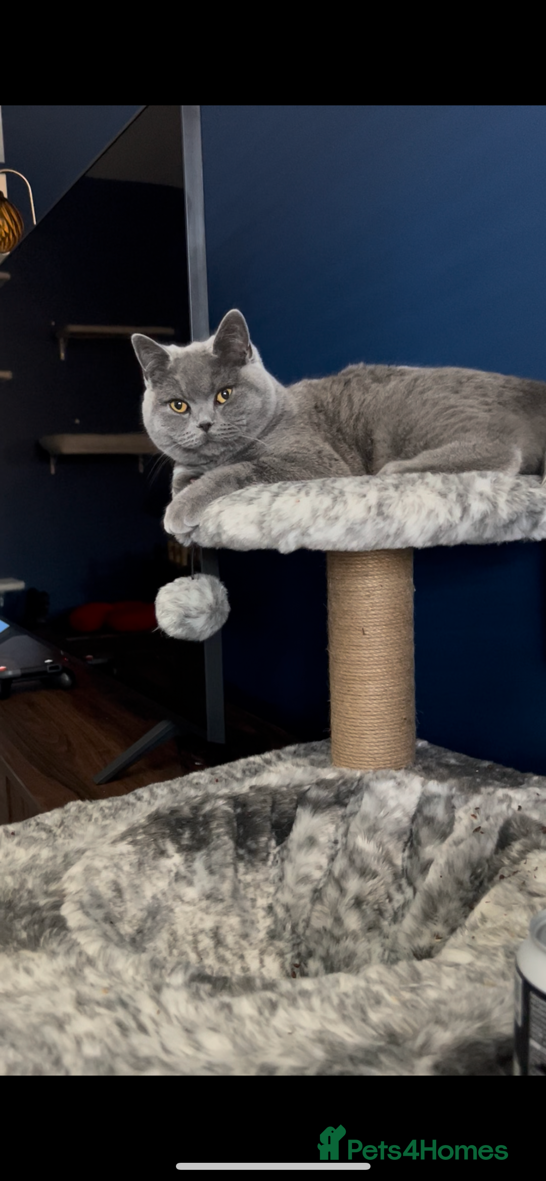 British Shorthair cats for sale: British Shorthair for sale - Image 1