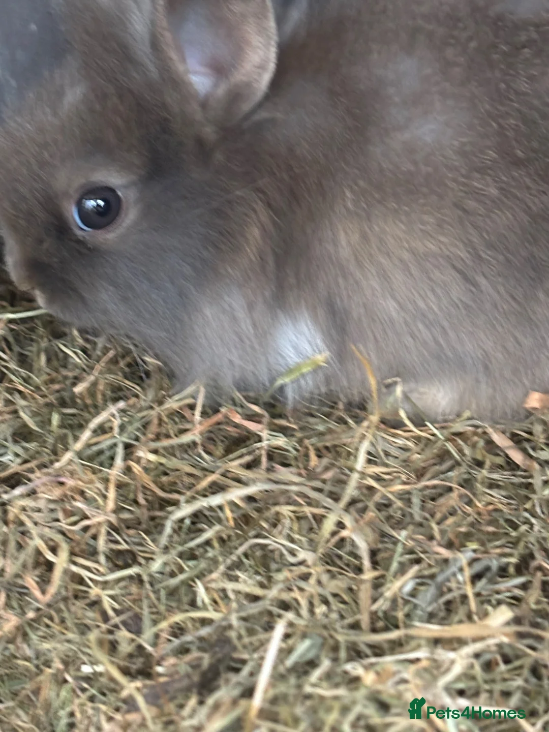 Lionhead rabbits for sale: Rabbits in Plymouth - Advert 3