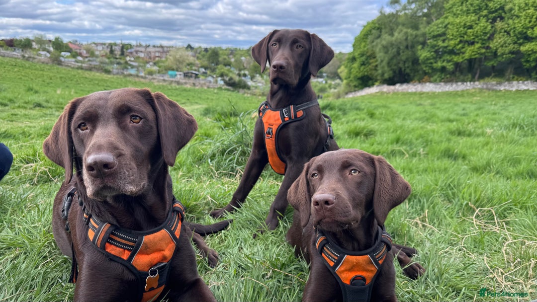 Labrador Retriever dogs for sale: Puppies due between 6-13 February  - Advert 10