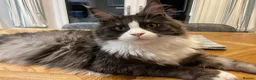 Maine Coon cats for sale: Bundles of fluff,  Maine Coon kittens  - Advert 6