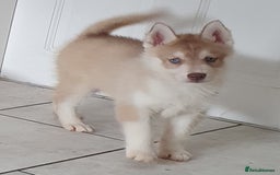 Siberian Husky dogs for sale: KC litter 5* rating by buyers REDUCED  - Image 23
