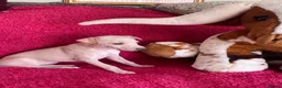 Italian Greyhound dogs for sale: 5 wonderful Wiggy’s licensed breeder  - Advert 11