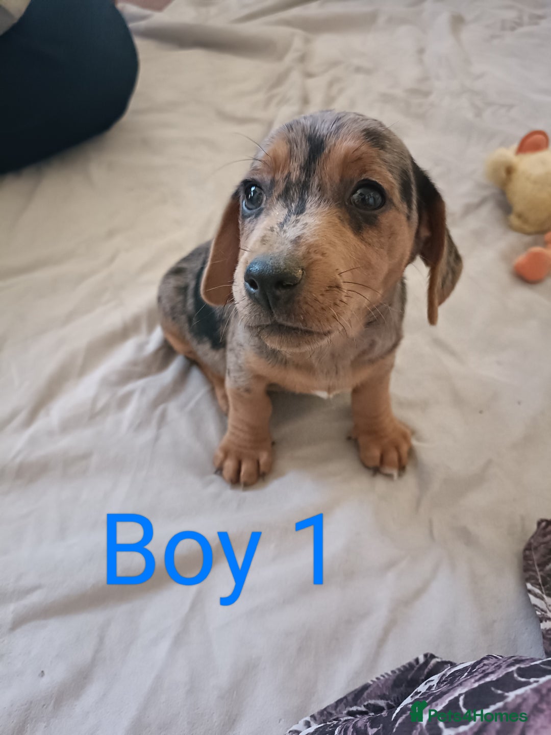 Mixed Breed dogs for sale: Norfolk Terrier Puppies - Image 3