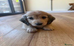 Miniature Dachshund dogs for sale: Beautiful Cream long haired Dachshunds  - Image 20