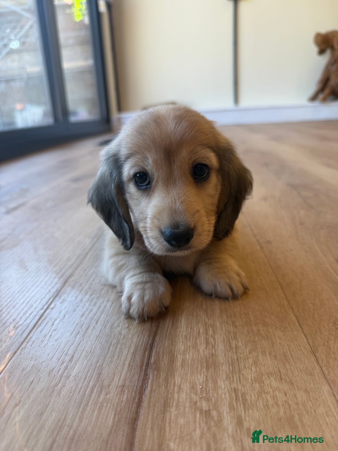 Miniature Dachshund dogs for sale: Beautiful Cream long haired Dachshunds  - Image 20