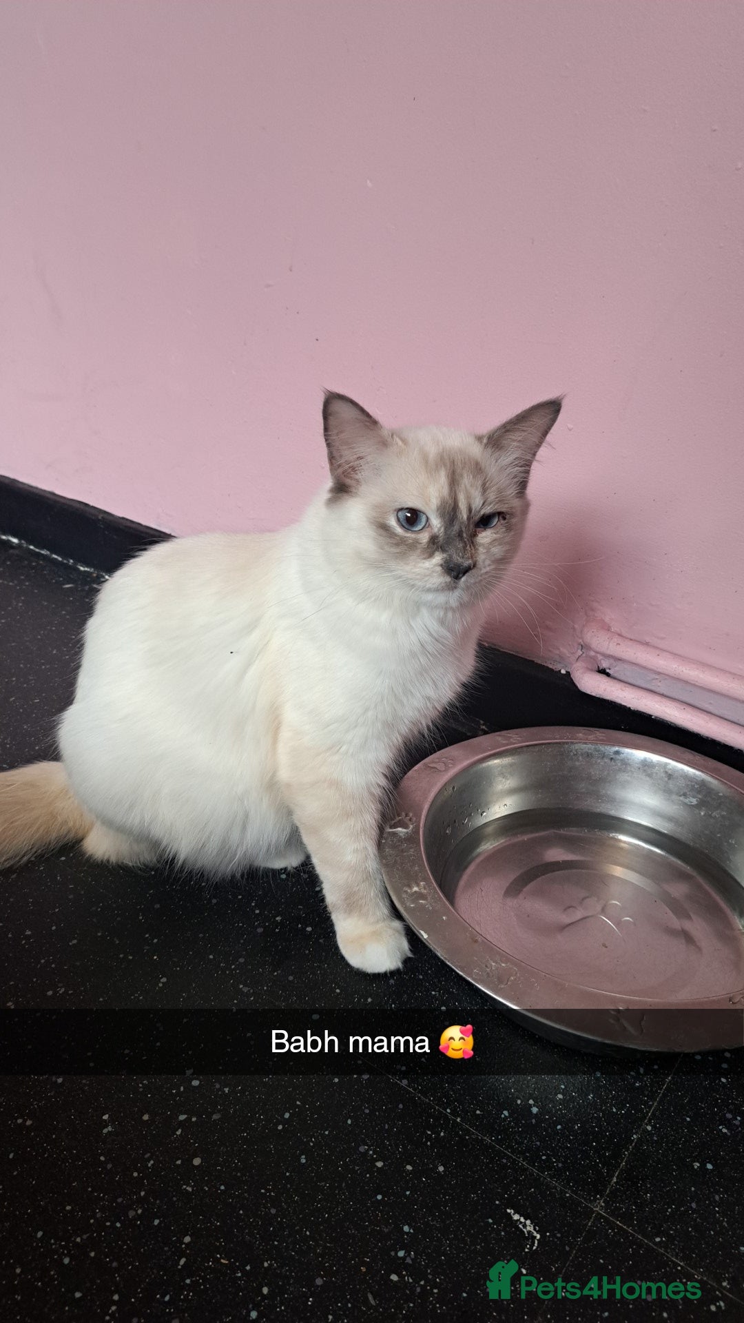 Ragdoll cats Female Ragdoll kittens - Advert 1