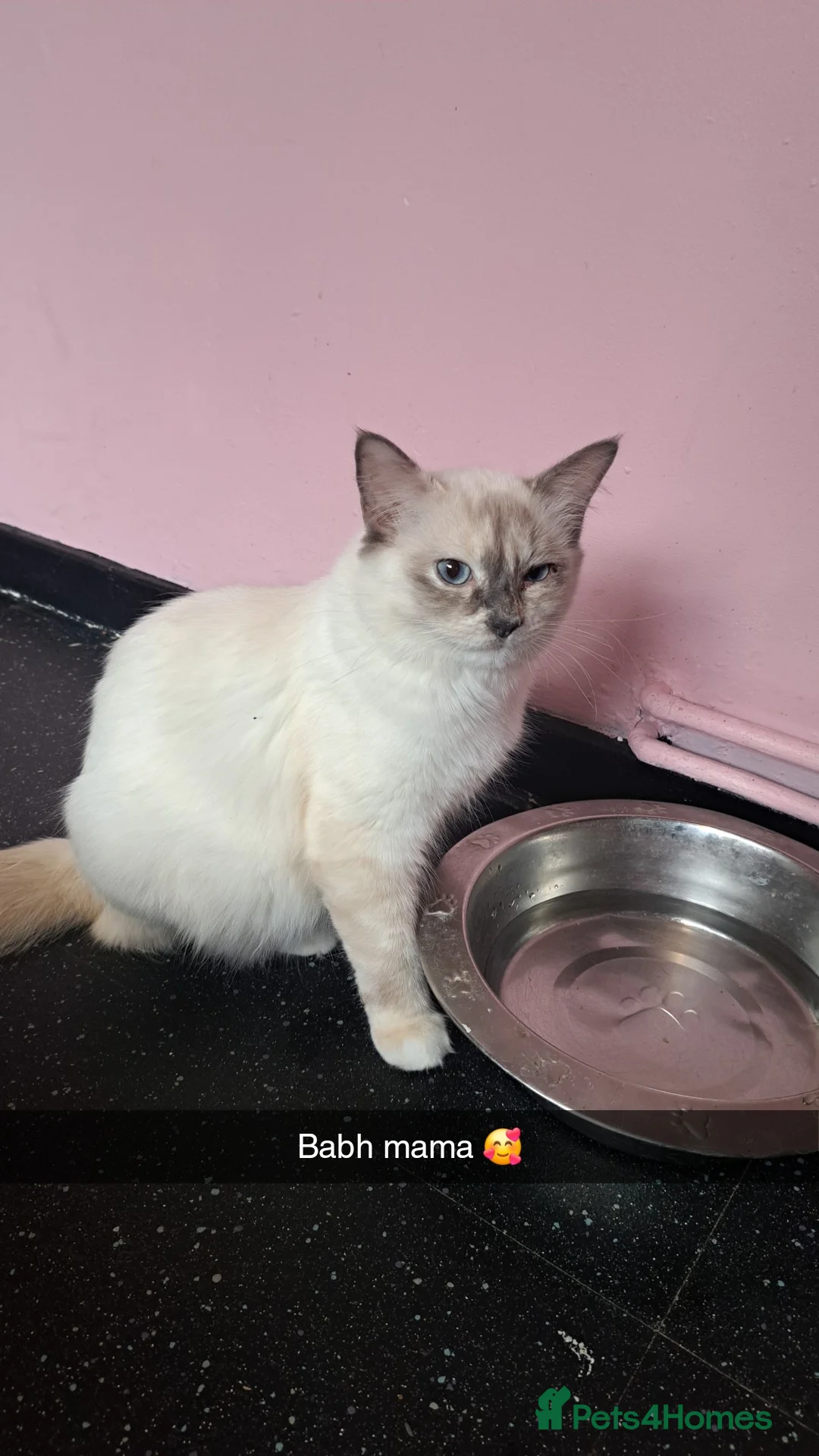 Ragdoll cats for sale: Female Ragdoll kittens - Advert 1